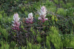 Castilleja pallida (Castilleja pallida)