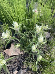 Castilleja pallida (Castilleja pallida)
