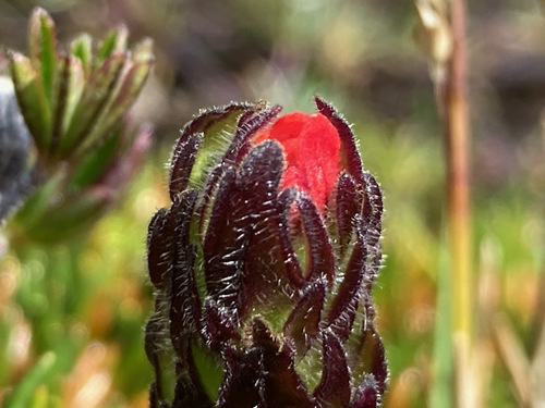 Castilleja paramensis (Castilleja paramensis)