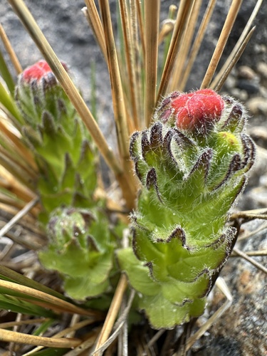 Castilleja paramensis (Castilleja paramensis)