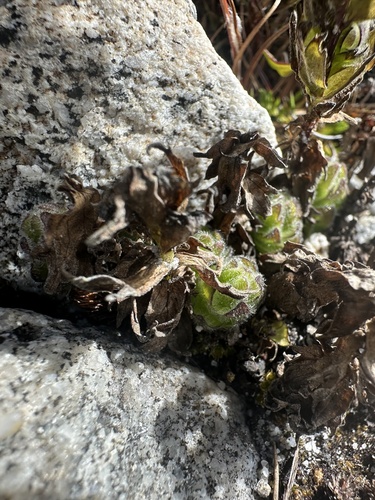 Castilleja paramensis (Castilleja paramensis)