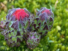 Castilleja paramensis (Castilleja paramensis)