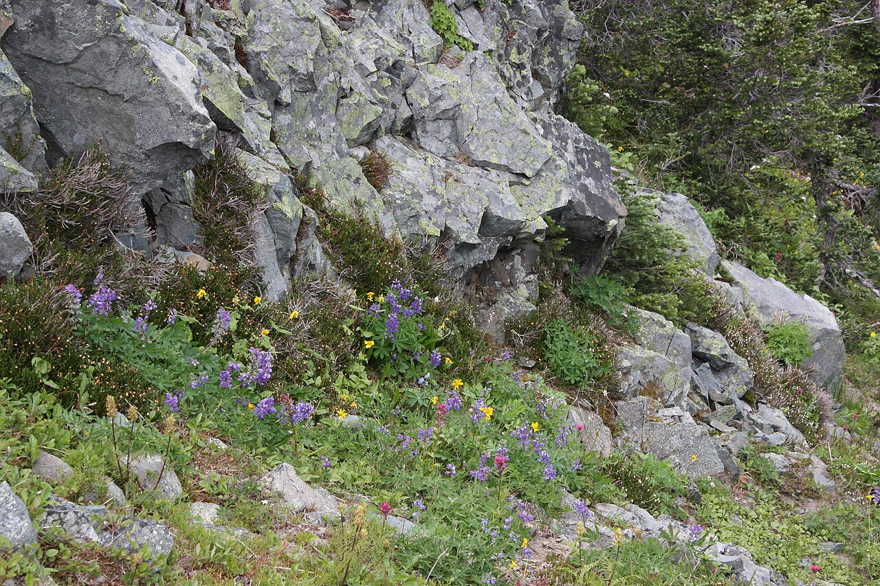 Mountain Indian paintbrush: Magenta Paintbrush Pedicularis bracteosa ; Arnica latifolia ; Lupinus sp.; other species