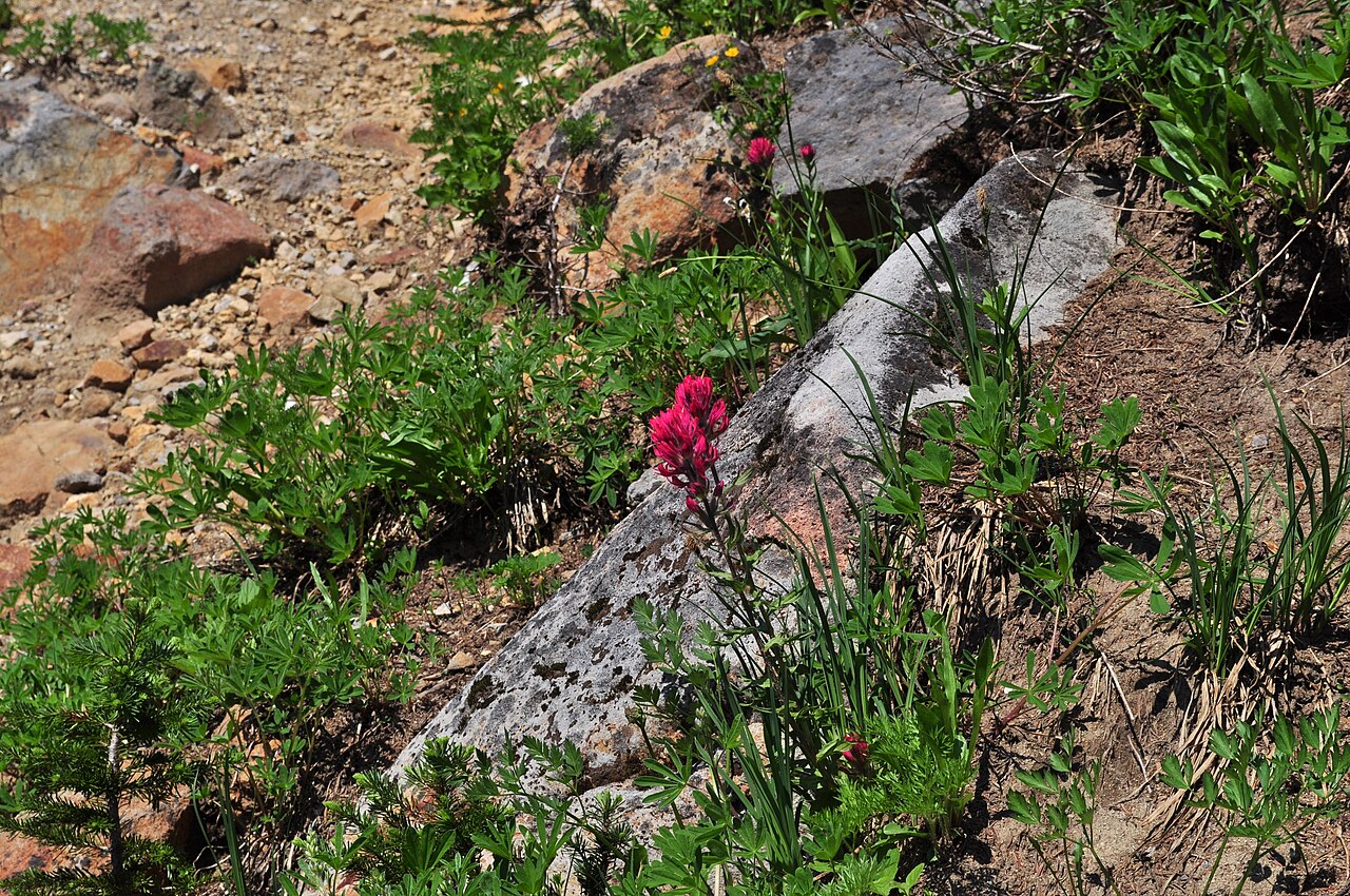 Mountain Indian paintbrush: Castilleja parviflora (Mountain Indian Paintbrush, Small-flowered Paintbrush), subalpine meadow, Paradise, Mount Rainier National Park, Washington state, U.S.