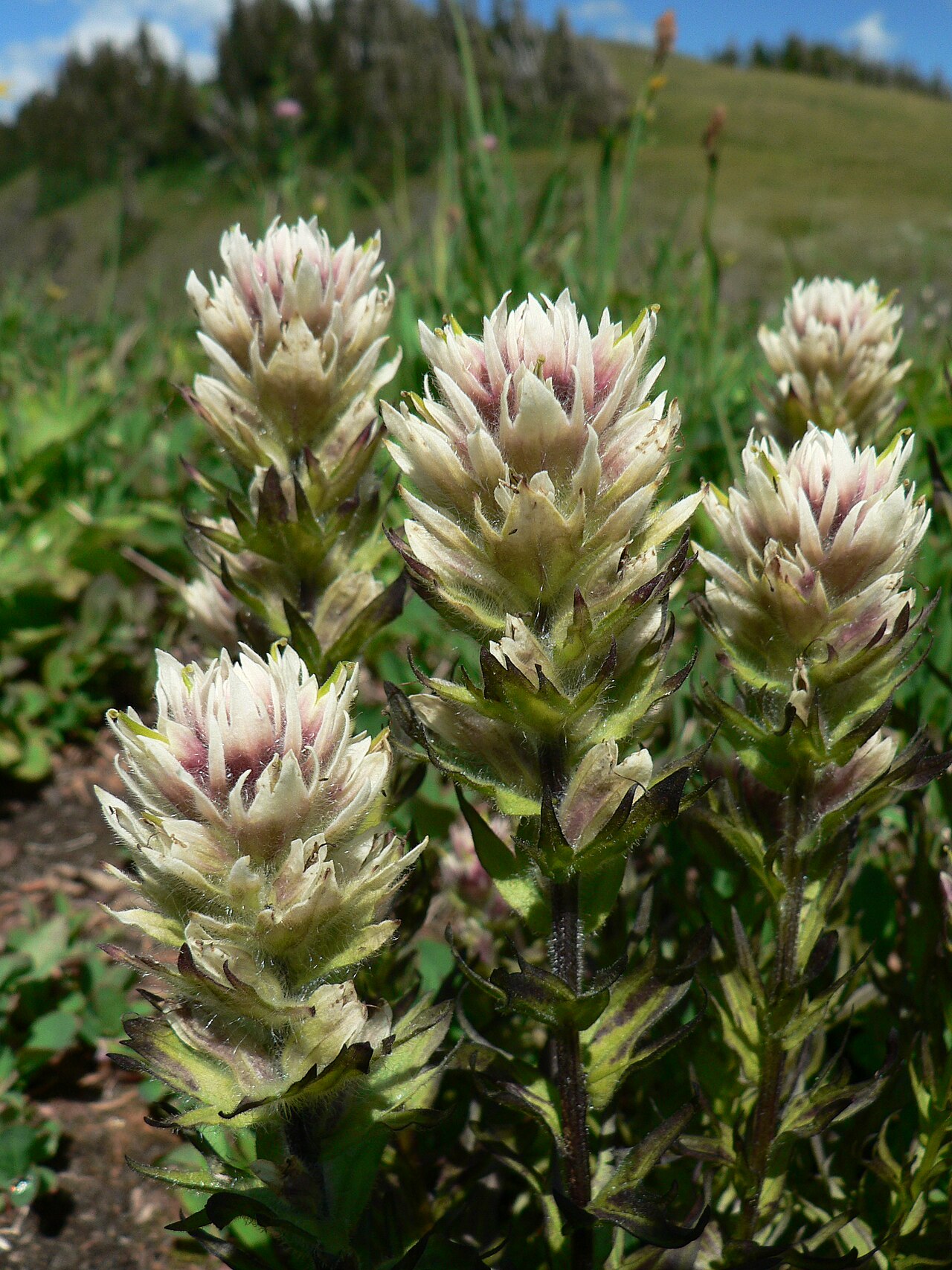 Mountain Indian paintbrush: Small-flowered paintbrush