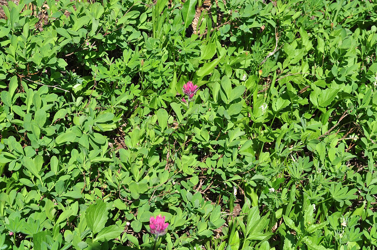 Mountain Indian paintbrush: Castilleja parviflora (Mountain Indian Paintbrush, Small-flowered Paintbrush), subalpine meadow, Paradise, Mount Rainier National Park, Washington state, U.S.