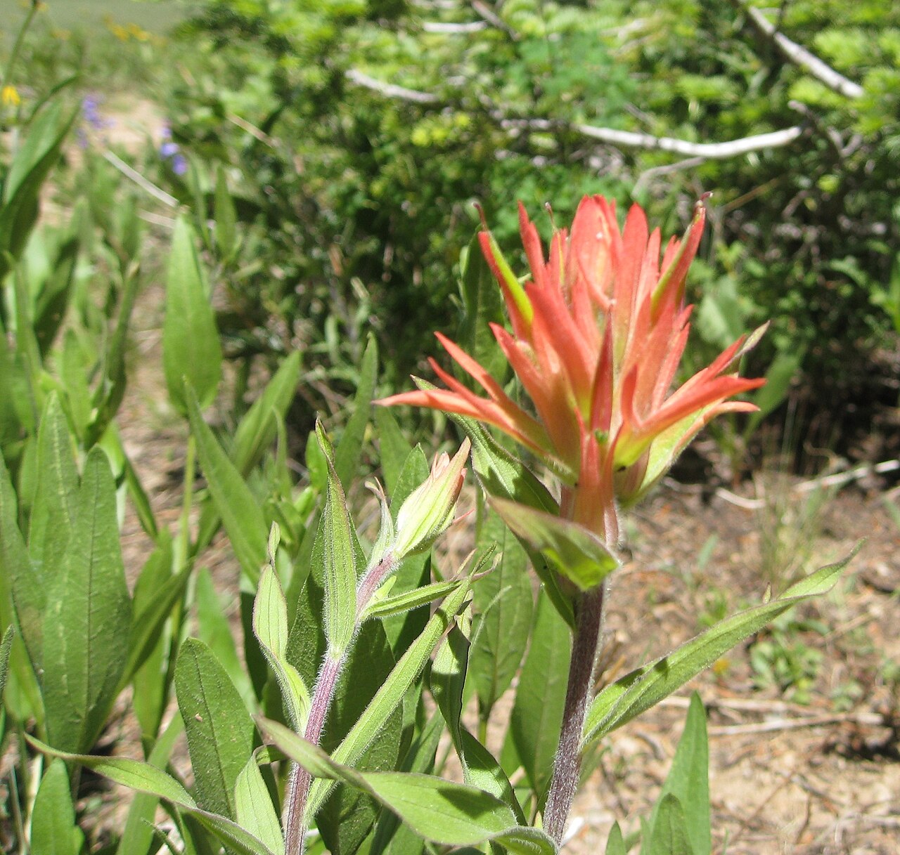 Tushar Plateau Indian paintbrush: Cedar Breaks National Monument en.wikipedia.org/wiki/Cedar_Breaks_National_Monument is a great place to explore. It is located in Iron County, Utah, USA. The el