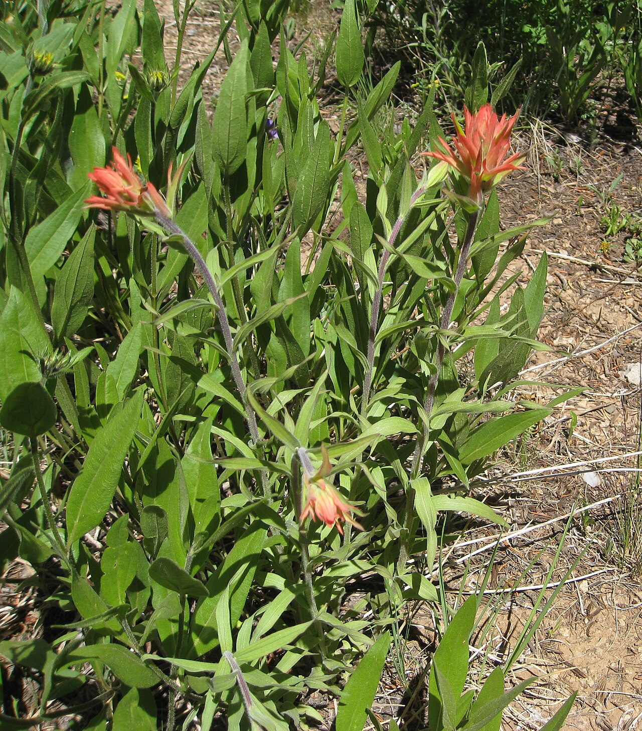 Tushar Plateau Indian paintbrush: Cedar Breaks National Monument en.wikipedia.org/wiki/Cedar_Breaks_National_Monument is a great place to explore. It is located in Iron County, Utah, USA. The el