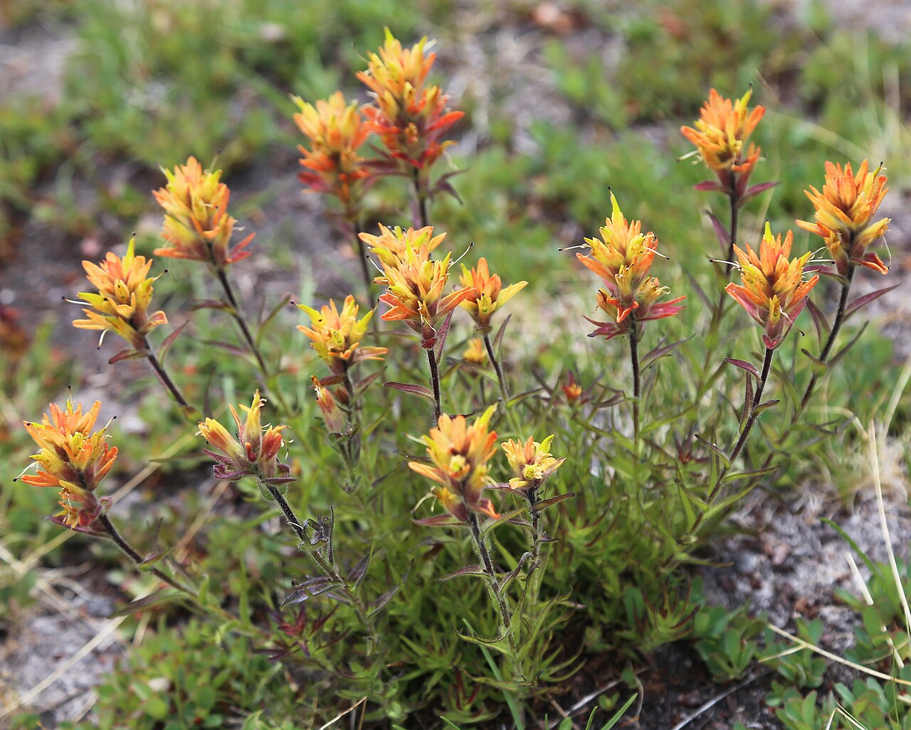 Castilleja peirsonii: Peirsons paintbrush (Castilleja peirsonii), clump of yellow flowerheads. At 10,600 ft (3,200 m) in meadow around Chickenfoot Lake inlet, Little Lakes Valley, Jo