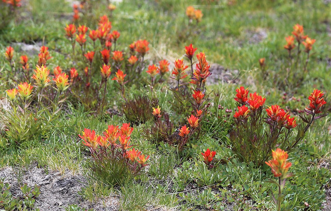 Castilleja peirsonii: Peirson's paintbrush (Castilleja peirsonii) palette of bloom colors from yellow to orange to red. In meadow at head of Chickenfoot Lake, Little Lakes Valley, Jo