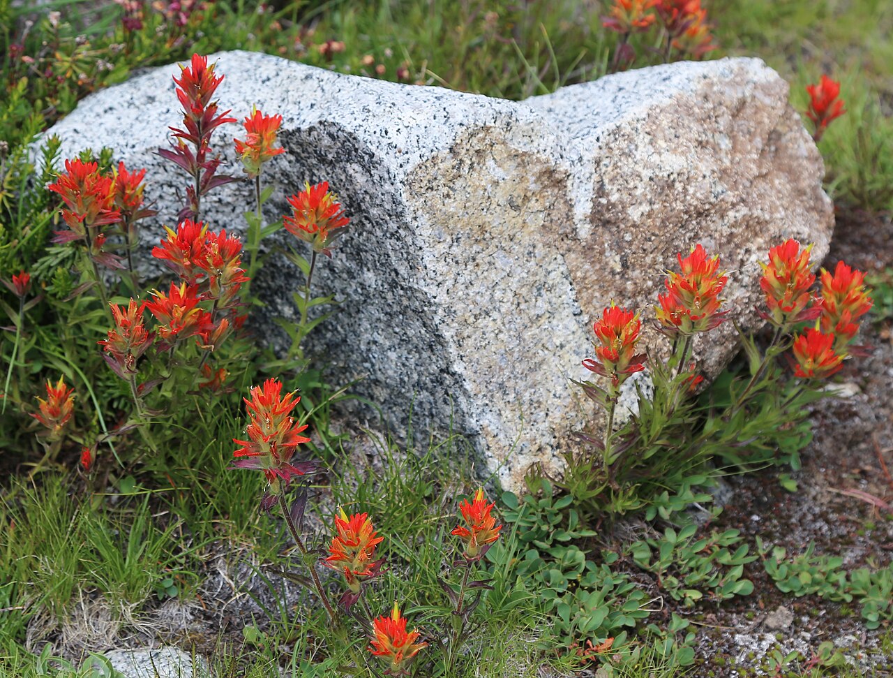 Castilleja peirsonii: Peirsons paintbrush (Castilleja peirsonii), red flowerheads around granite rock. At 10,600 ft (3,200 m) below stream crossing from Gem Lakes, Morgan Pass trail,