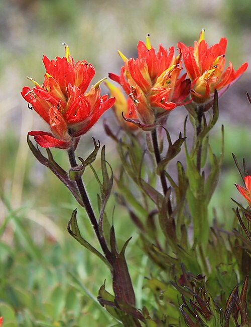 Castilleja peirsonii: Peirsons paintbrush (Castilleja peirsonii), closeup of red flowers, showing bright red bracts, black-tip stamens protruding from yellow flowers, dark stems, and