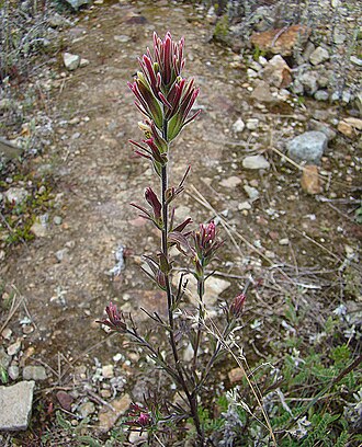 Castilleja peruviana: A paintbrush from the mountains of western Peru. In context at www.dixpix.ca/sth_cordillera/flora/parasites/index.html
