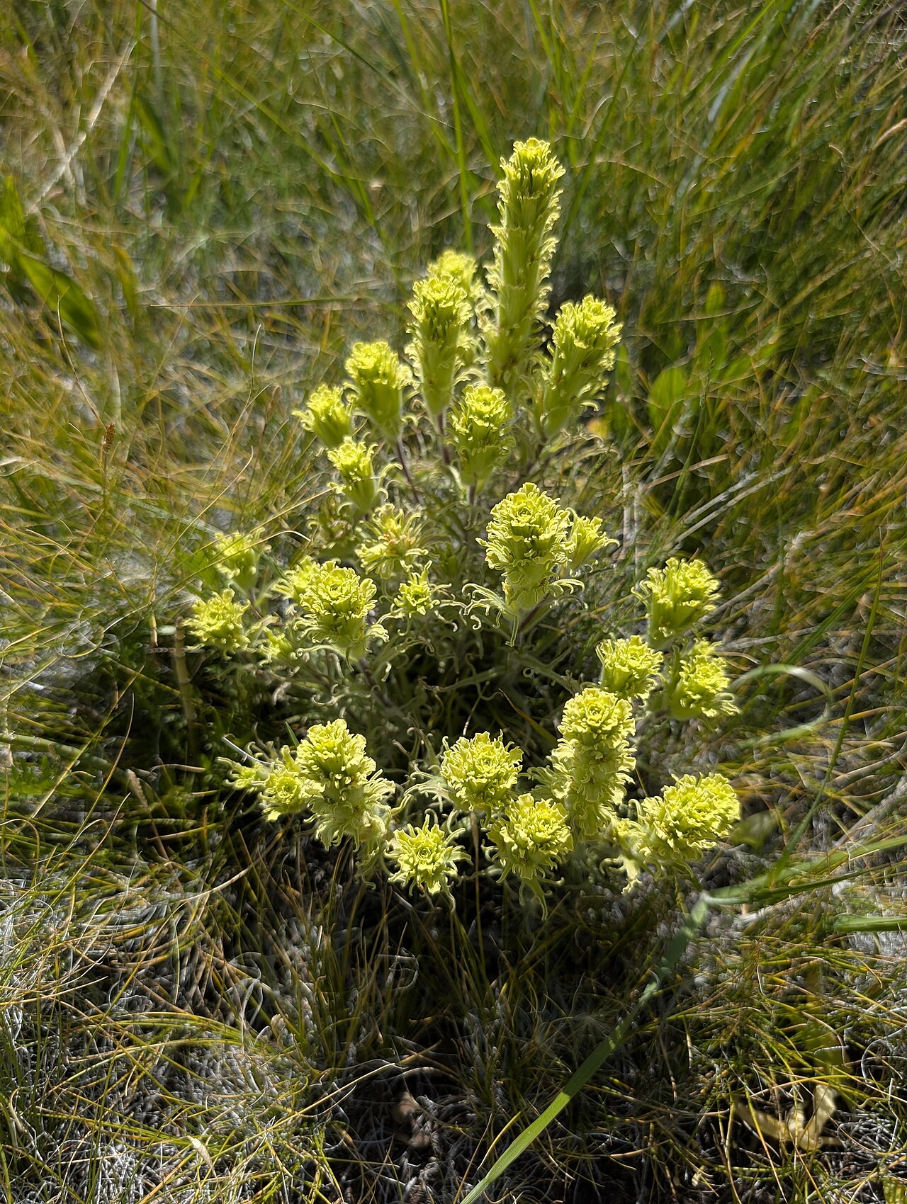 Parrothead Indian paintbrush: Castilleja pilosa pilosa in the United States