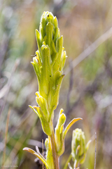 Mojave Indian paintbrush (Castilleja plagiotoma)