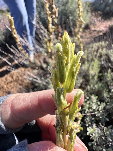 Mojave Indian paintbrush (Castilleja plagiotoma)