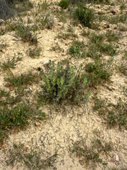 Mojave Indian paintbrush (Castilleja plagiotoma)