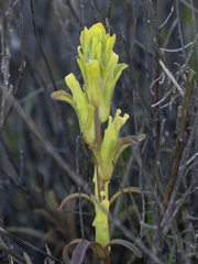 Mojave Indian paintbrush (Castilleja plagiotoma)