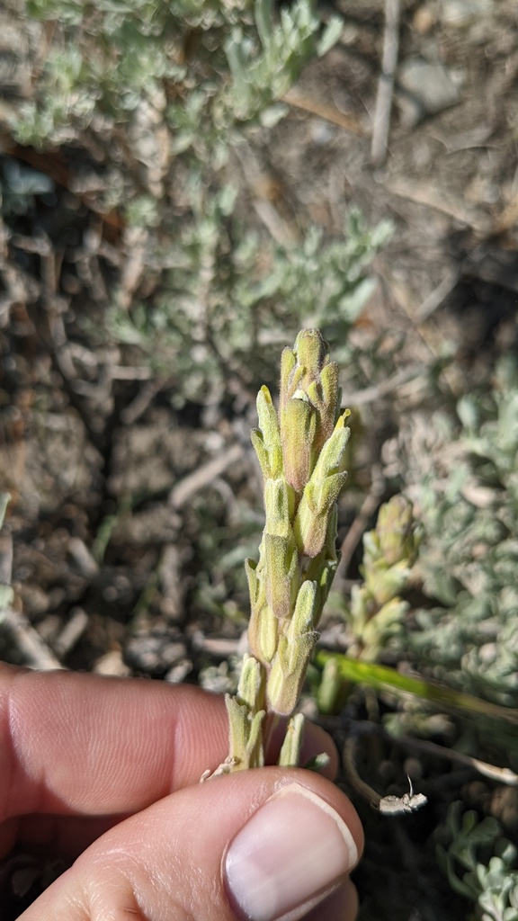 Mojave Indian paintbrush (Castilleja plagiotoma)