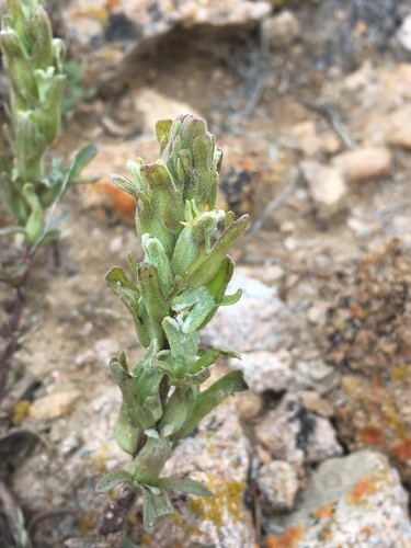 Mojave Indian paintbrush (Castilleja plagiotoma)