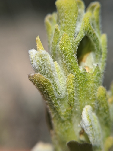 Mojave Indian paintbrush (Castilleja plagiotoma)