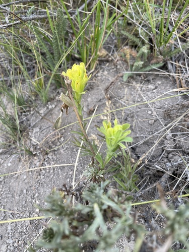 Salmon Creek Indian paintbrush (Castilleja praeterita)