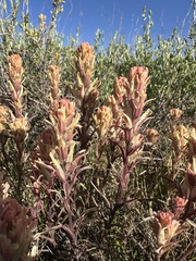 Salmon Creek Indian paintbrush (Castilleja praeterita)