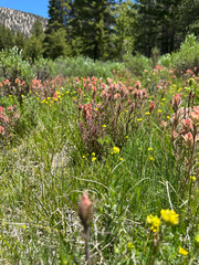 Salmon Creek Indian paintbrush (Castilleja praeterita)