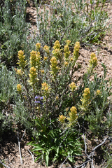 Salmon Creek Indian paintbrush (Castilleja praeterita)