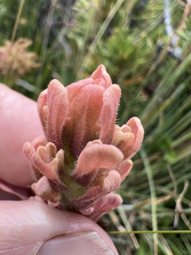 Salmon Creek Indian paintbrush (Castilleja praeterita)