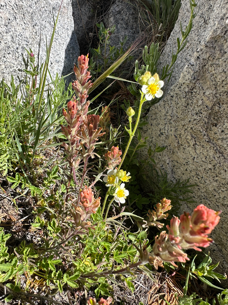 Salmon Creek Indian paintbrush (Castilleja praeterita)