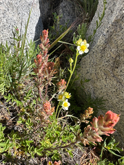 Salmon Creek Indian paintbrush (Castilleja praeterita)