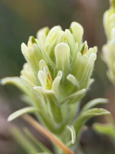 Salmon Creek Indian paintbrush (Castilleja praeterita)