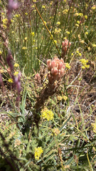 Salmon Creek Indian paintbrush (Castilleja praeterita)