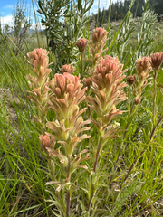 Salmon Creek Indian paintbrush (Castilleja praeterita)