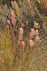 Salmon Creek Indian paintbrush (Castilleja praeterita)