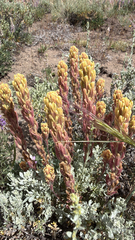 Salmon Creek Indian paintbrush (Castilleja praeterita)