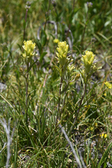 Salmon Creek Indian paintbrush (Castilleja praeterita)