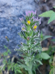 Castilleja profunda (Castilleja profunda)