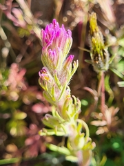 Castilleja profunda (Castilleja profunda)