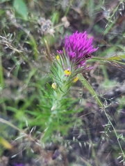 Castilleja profunda (Castilleja profunda)