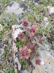 Beautiful Indian paintbrush (Castilleja pulchella)