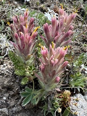 Beautiful Indian paintbrush (Castilleja pulchella)