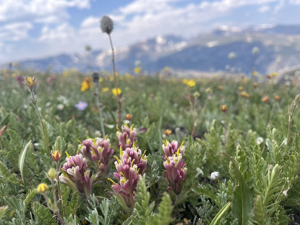 Beautiful Indian paintbrush (Castilleja pulchella)