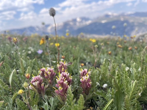 Beautiful Indian paintbrush (Castilleja pulchella)