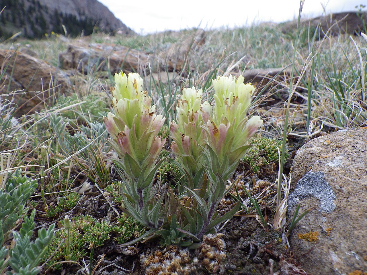 Beautiful Indian paintbrush: A common and very short-statured Castilleja in the upper elevation rocky and talus slopes of the Bridger Mountains.