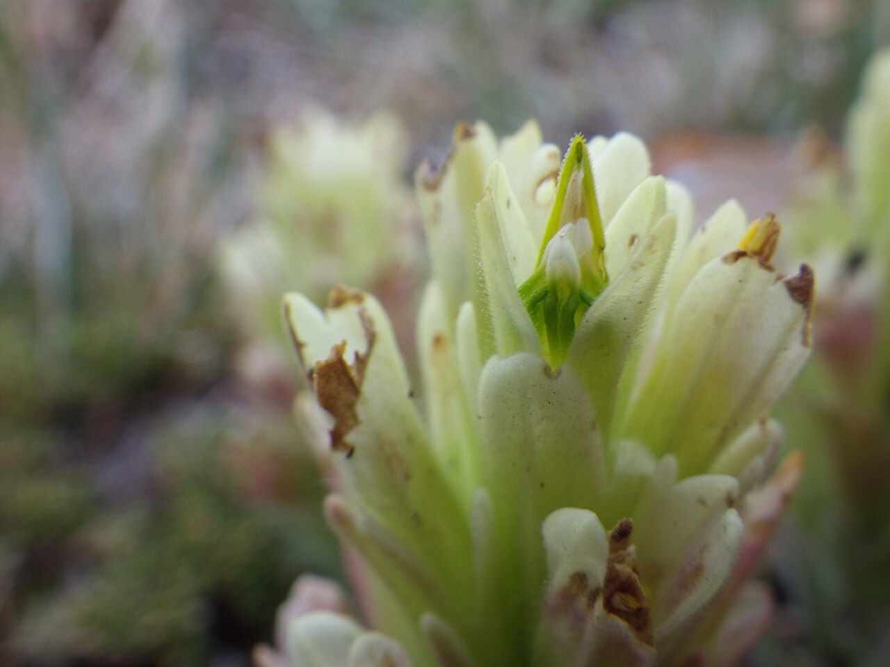 Beautiful Indian paintbrush: The lower split in the calyx lobes of the uppermost flower reveals the galea (viewed from its underside) protruding beyond the lower three corolla lobes, which