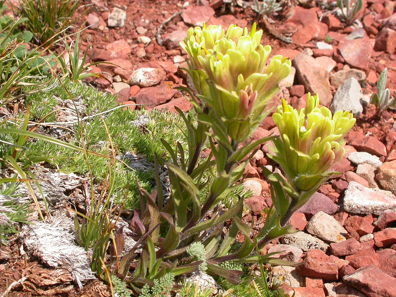 Beautiful Indian paintbrush: A common and very short-statured Castilleja in the upper elevation rocky and talus slopes of the Bridger Mountains.
