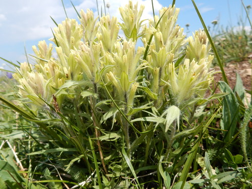 Beautiful Indian paintbrush (Castilleja pulchella)