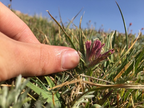 Beautiful Indian paintbrush (Castilleja pulchella)